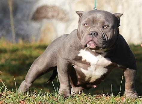 5 Famous American Bully Mix Breed [Quick Facts] - Your Pitbull and You