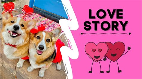 Corgi Love Story Happy Valentines Day Hammy And Olivia Youtube