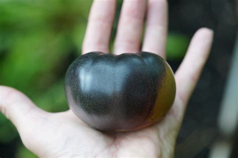 Organic Black Beauty Tomato Seeds - Buy Organic Seeds From Organic Plant It