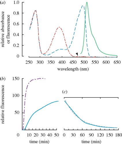 A Photoactivatable Green Fluorescent Protein From The Phylum Ctenophora