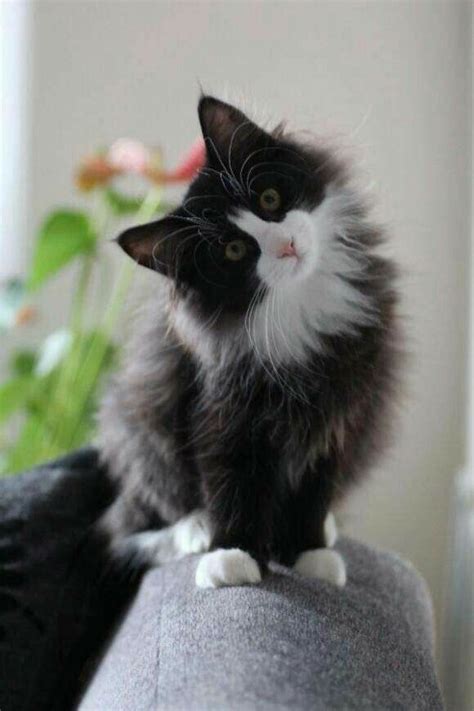 Long Haired Tuxedo On The Sofa Pretty Cats Beautiful Cats Animals