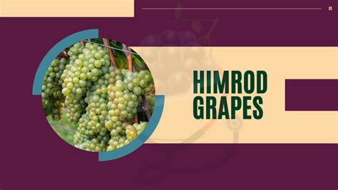 Himrod Seedless Grapes- Origin, Nutrition, Uses & Amazing Benefits