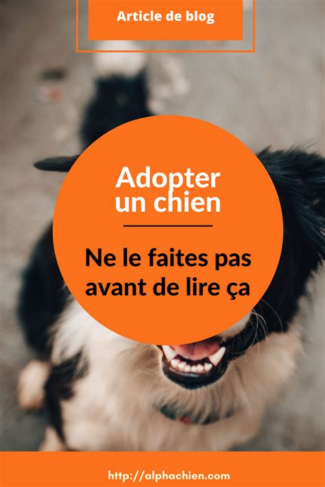 Épinglé sur Adopter un chien