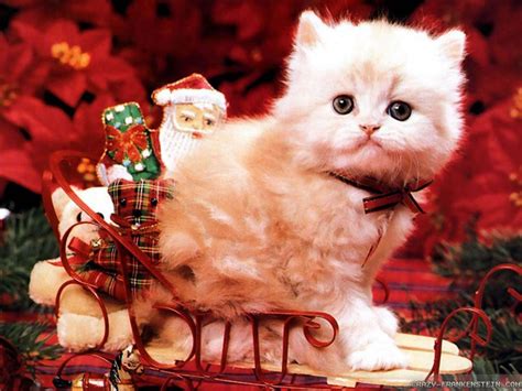 Christmas Kitten Hd Wallpapers Top Free Christmas Kitten Hd