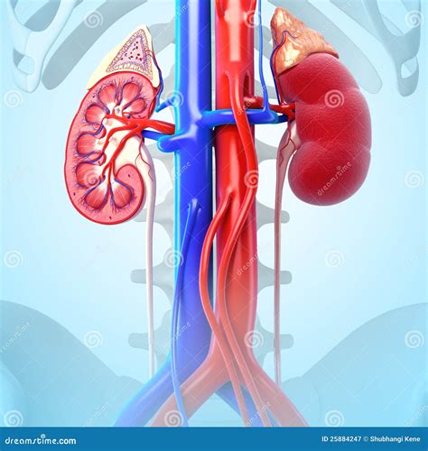 Anatomia Do Rim Um Sec O Transversal Do Rim Ilustra O Stock