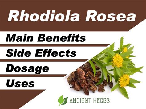 Rhodiola Rosea Benefits Uses Dosage And Side Effects