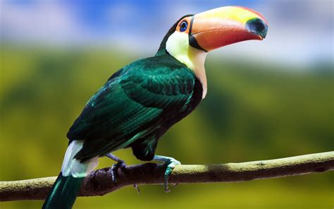 toucan bird photo - HD Desktop Wallpapers | 4k HD