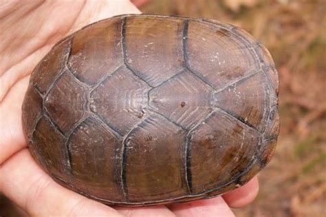 Southeastern Mud Turtle – PA HERP IDENTIFICATION