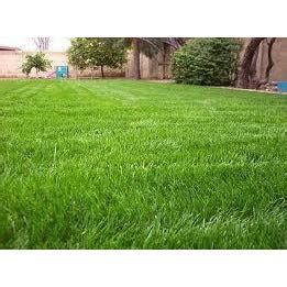 Gulf Annual Ryegrass Seed For Lawn Pasture and Wildlife Food Plot. | Seed World