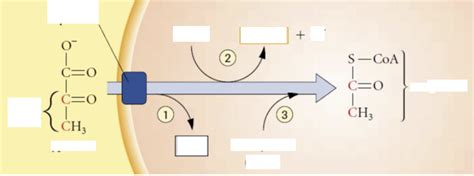 pyruvate oxidation diagram Diagram | Quizlet