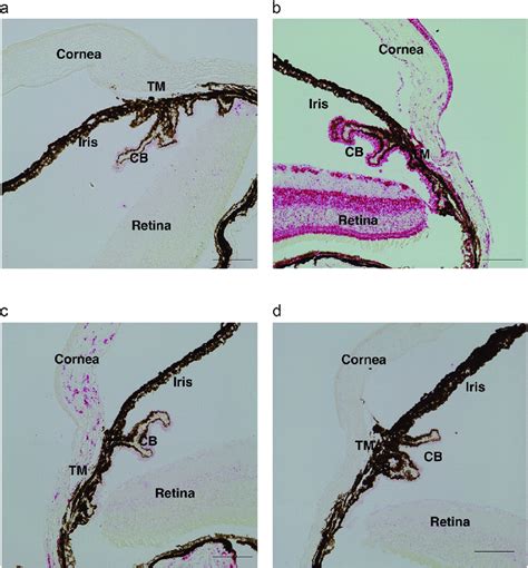 In Situ Characterization Of Angptl Mrna In Wt And Angptl Ko Mouse