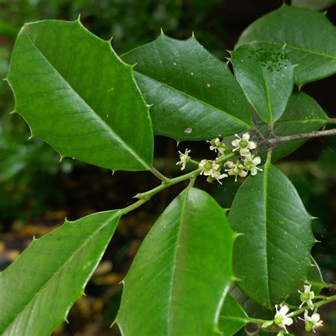 Ilex Opaca American Holly