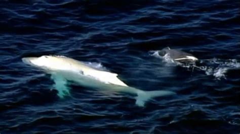 Rare albino humpback whale 'Migaloo' spotted near Australia - ABC7 San ...