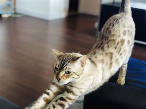 96 best Snow Bengal images on Pholder | Bengalcats, Aww and Pics
