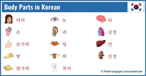 Body Parts in Korean