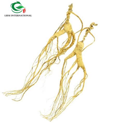 China Wild Ginseng Root Manufacturers and Suppliers - Factory Wholesale ...