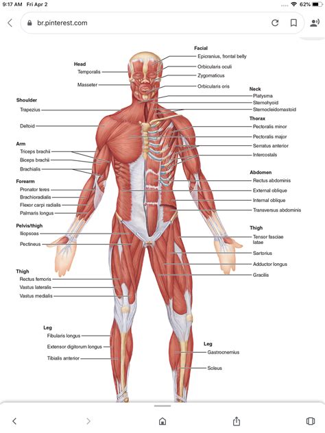 Human muscle diagram labeled best diagram collection – Artofit