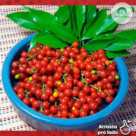 Chal Chal Mudas Compre Agora Mudas E Plantas Baratas Partir De