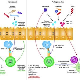 PDF MAIT Cells Guardians Of Skin And Mucosa