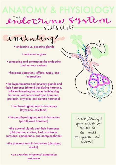 The Endocrine System Outline Study Guide Anatomy And Physiology