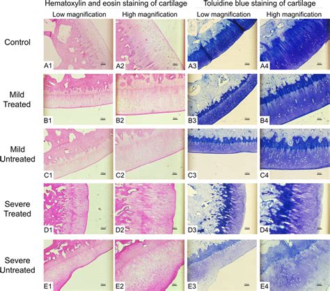 The H E Staining And Toluidine Blue Staining Of The Cartilage Of Each