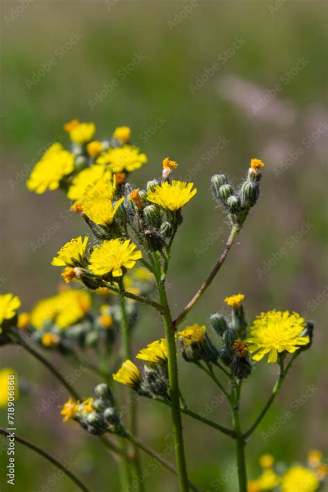 Bright Yellow Pilosella Caespitosa Or Meadow Hawkweed Flower Close Up