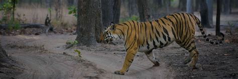 Bandhavgarh National Park Where Wildlife Roars And Nature Whispers Prime 24 Seven