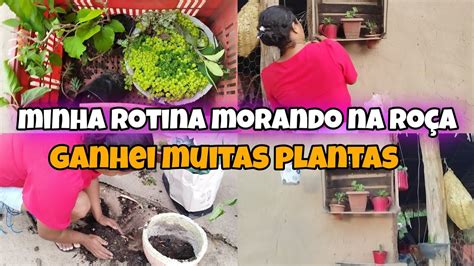 RECICLEI UNS CAIXOTES DE FEIRA GANHEI MUITAS PLANTAS VARRI O TERREIRO