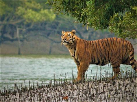 Sundarban Travel Fall Landscape Painting, Autumn Landscape, Forest ...