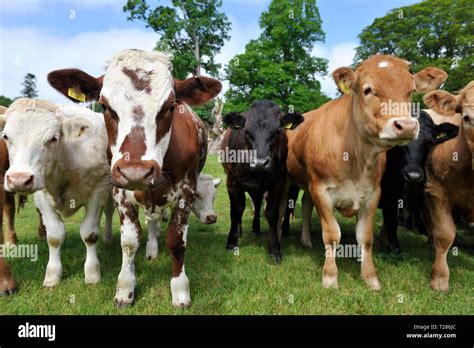 Posing Cows Hi Res Stock Photography And Images Alamy