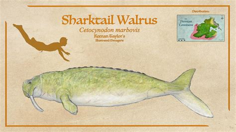 Sharktail Walrus by IllustratedMenagerie on DeviantArt