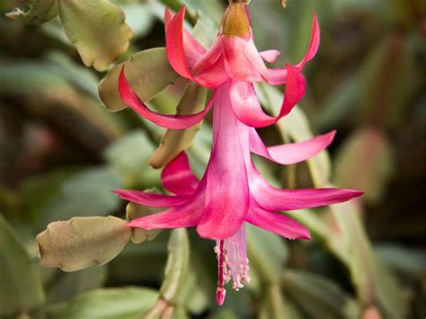 Christmas Cactus Care Guide Growing Tips Green Garden Cottage