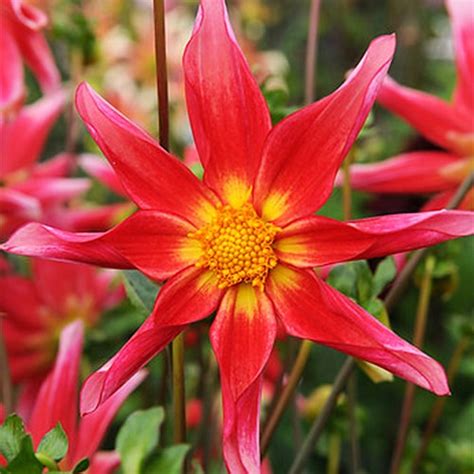 Dahlias à fleurs d orchidées acheter bulbes directement de Hollande