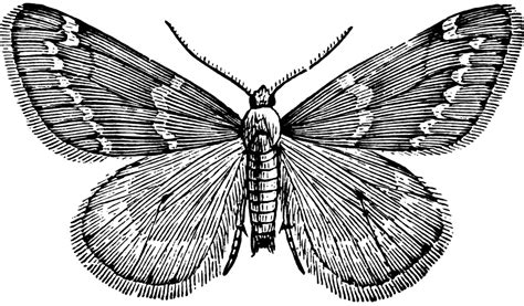 Moth Male Clipart Etc