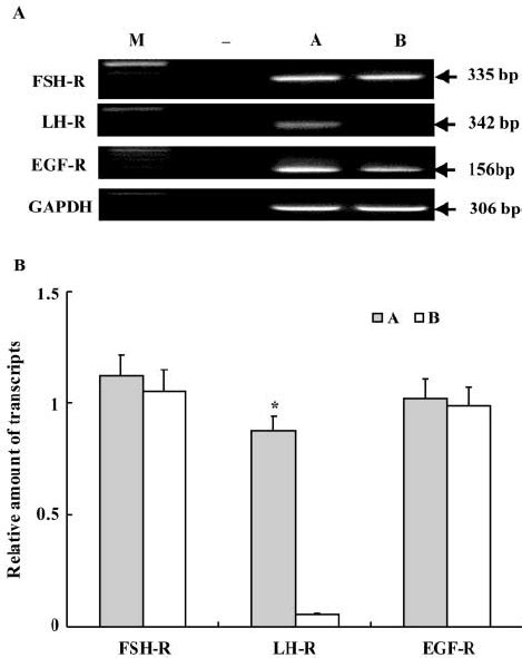 The Semi Quantitative Rt Pcr For Internal Control Of Gapdh And The