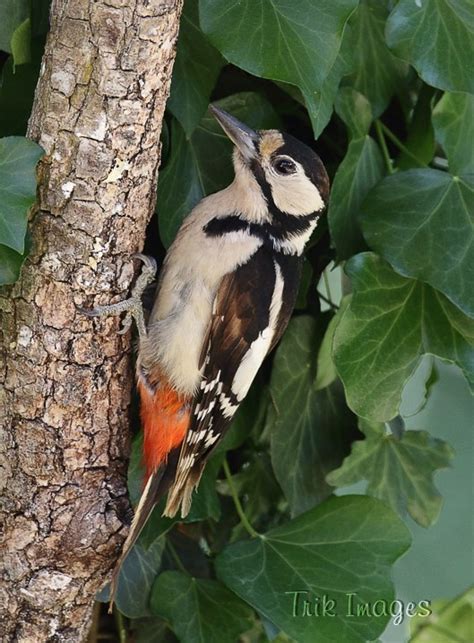 Uk Birds Nuthatch Treecreeper And Woodpeckers Wildlife Photography