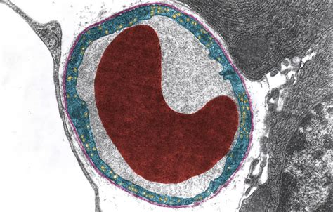 Capillary - The Definitive Guide | Biology Dictionary