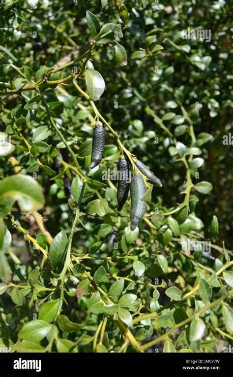 Citrus Australasica Finger Limes Morro Bay California Stock Photo Alamy