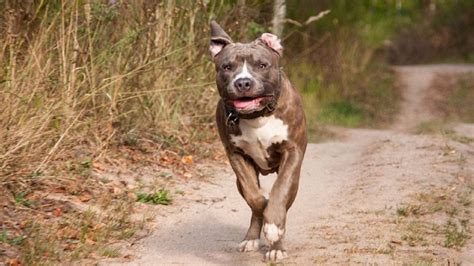 Idosa De Anos Fica Gravemente Ferida Ap S Ser Atacada Por Pitbull