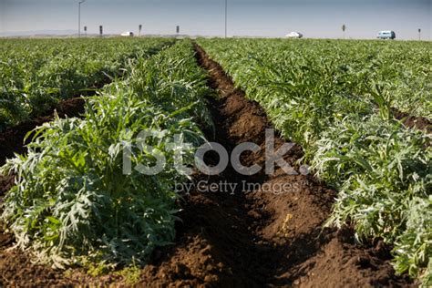 Crops Grow On Fertile Farm Land Stock Photo | Royalty-Free | FreeImages