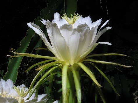 Rainha Da Noite Ou Dama Da Noite Hylocereus Undatus Blog Das Flores