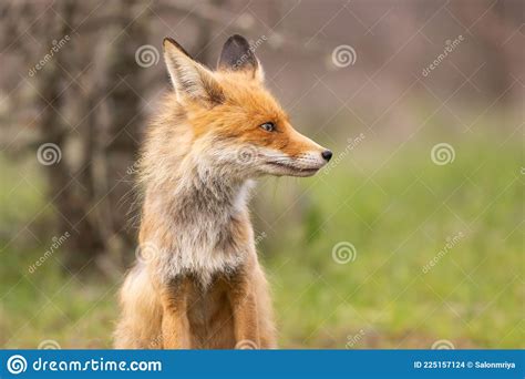 Retrato De Uma Raposa Vermelha Vulpes Num Fundo Verde Foto De Stock