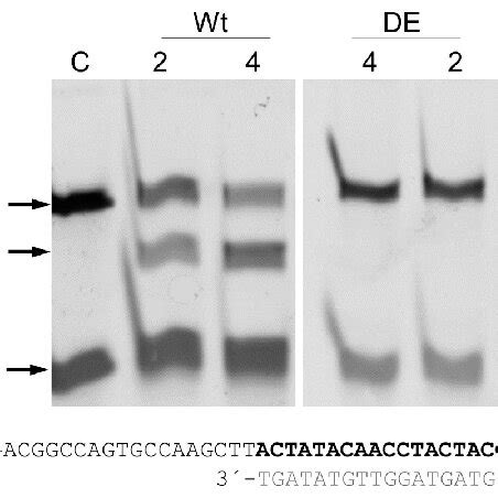 Cbcago Is Active In Dna Dna Interference Assays The Wild Type Wt And