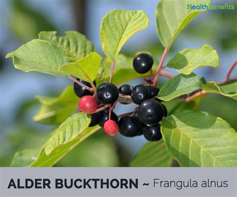 Alder buckthorn facts and health benefits