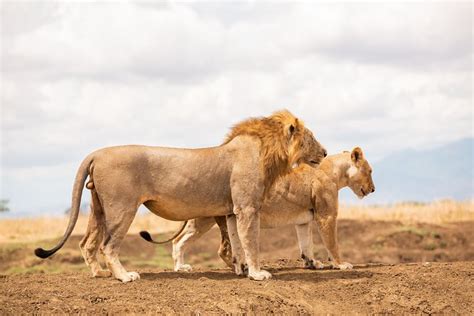 Days Private Mikumi National Park Wildlife Encounter Safari Tour