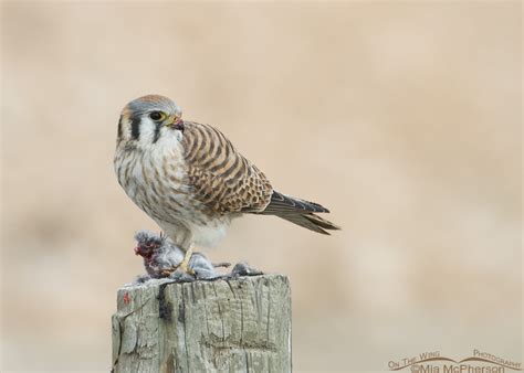 Female American Kestrel With Prey At Farmington Bay Mia Mcphersons