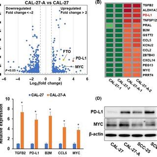 Programmed cell death‐ligand 1 (PD‐L1) knockdown reduces cell ... 