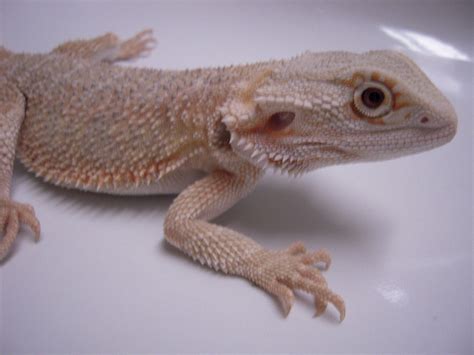 Leu 09022009 Leucistic Bearded Dragon Vince Flickr