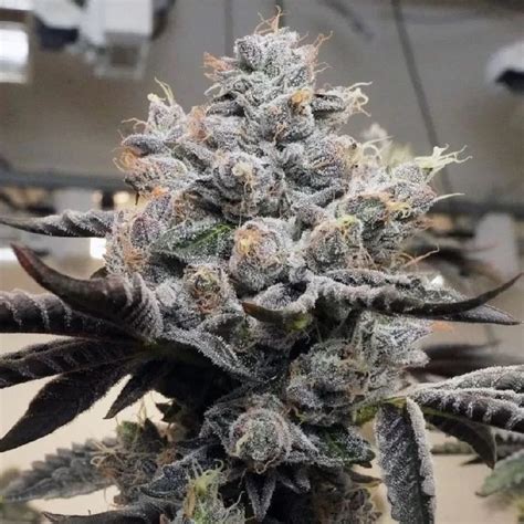 Triangle Kush Feminized Seeds - The Seed Connect