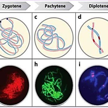 Representation of Sequential events of Prophase I of meiosis | Download Scientific Diagram